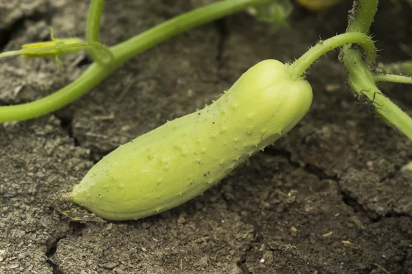 Green cucumber on ground in the garden — Stock Photo, Image