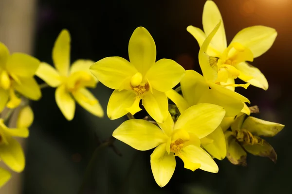 Fiore di orchidea macinata in giardino . — Foto Stock
