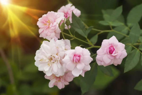 Ροζ τριαντάφυλλο ανθίζοντας στον κήπο. — Φωτογραφία Αρχείου