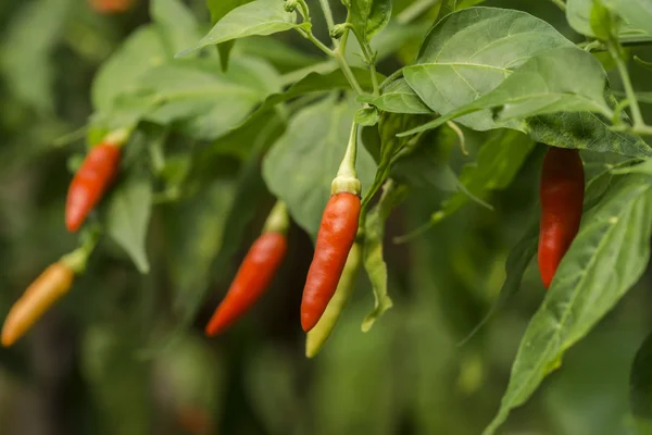 Hot chili peppers on the tree in garden. — Stock Photo, Image
