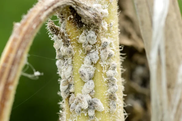 Áfidos blancos en el árbol . — Foto de Stock