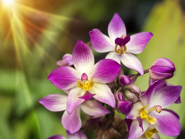 Gemahlene Orchideenblume im Garten. — Stockfoto