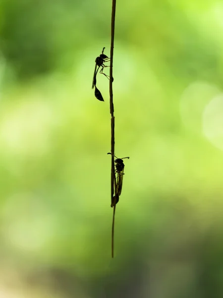 Silhouette d'insecte perché sur les racines de l'air . — Photo