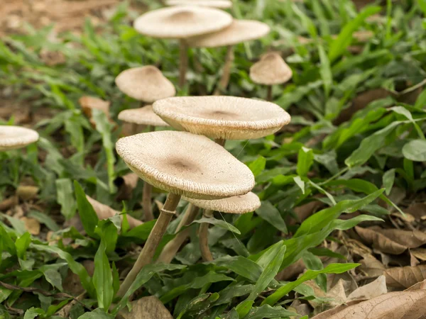 Witte giftige paddestoelen met licht. — Stockfoto