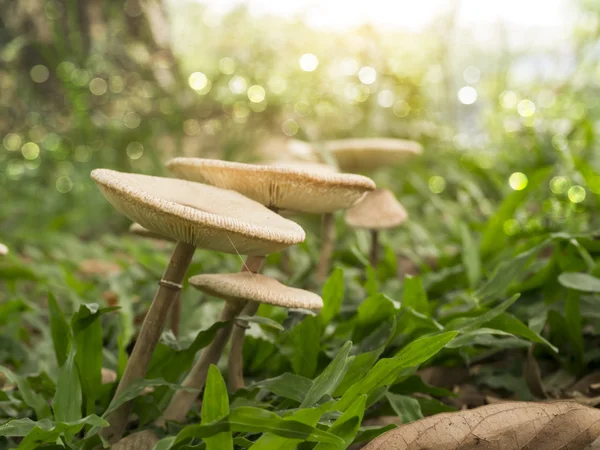 Funghi velenosi bianchi con luce . — Foto Stock