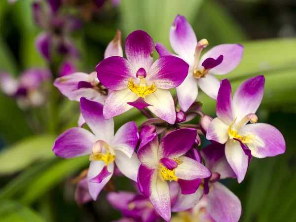 Наземна квітка орхідеї в саду . — стокове фото