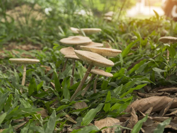 Weiße giftige Pilze mit Licht. — Stockfoto