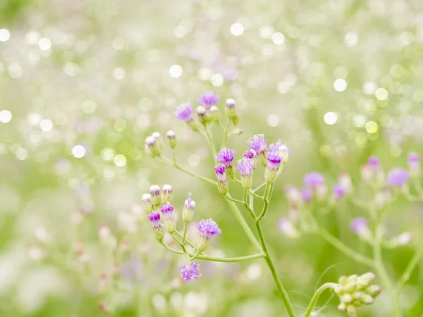 Hierba silvestre en la naturaleza . — Foto de Stock