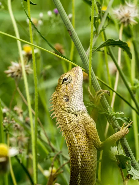 정원에서 작은 도마뱀. — 스톡 사진