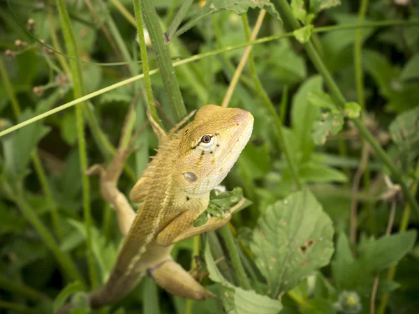 Pequeno lagarto no jardim . — Fotografia de Stock