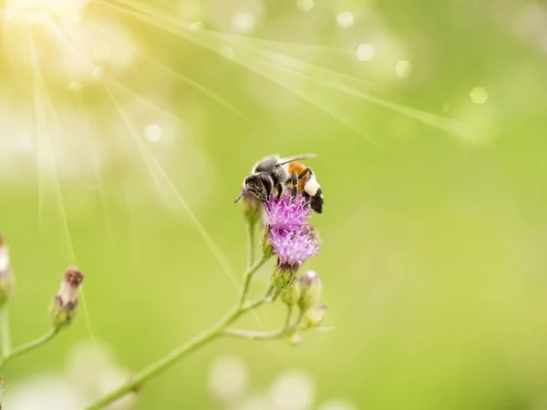 Abeja pequeña sobre hierba de flor . —  Fotos de Stock