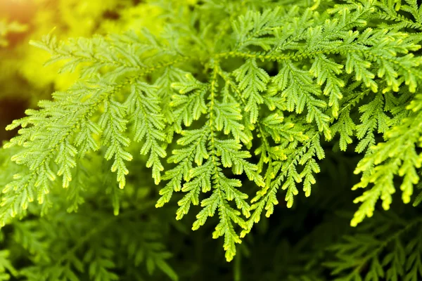 Green fern background. — Stock Photo, Image