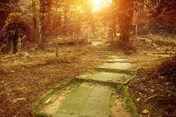 Belle forêt d'automne sentier de montagne au coucher du soleil — Photo