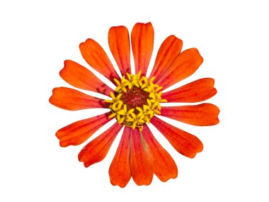 Zinnia çiçeği (zinnia violacea cav.)