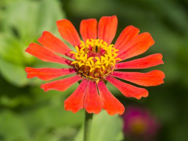 Zinnia çiçeği (zinnia violacea cav.)