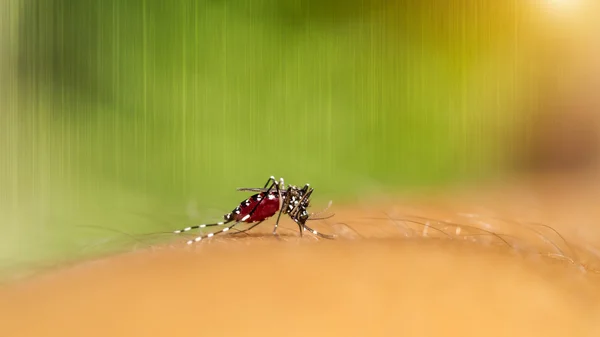 Primer plano de un mosquito chupando sangre —  Fotos de Stock