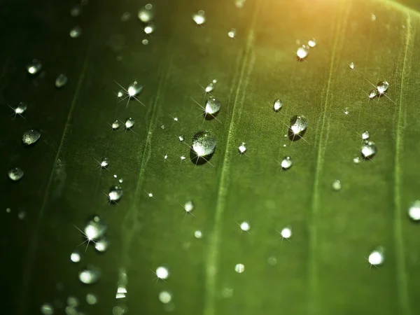 Detail of babana leaf with dew drop. — Stock Photo, Image