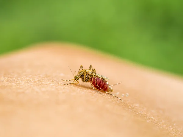 Närbild av en mygga som suger blod. — Stockfoto