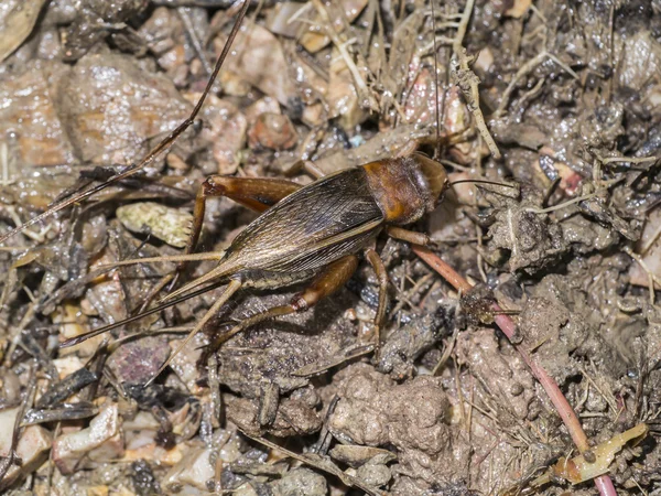 House cricket (Acheta domestica). Wild life animal. — Stock Photo, Image