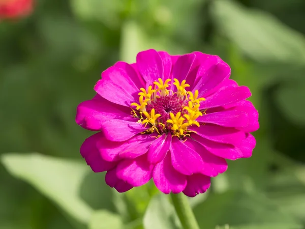 Cynia kwiat (Cynia violacea cav.) — Zdjęcie stockowe
