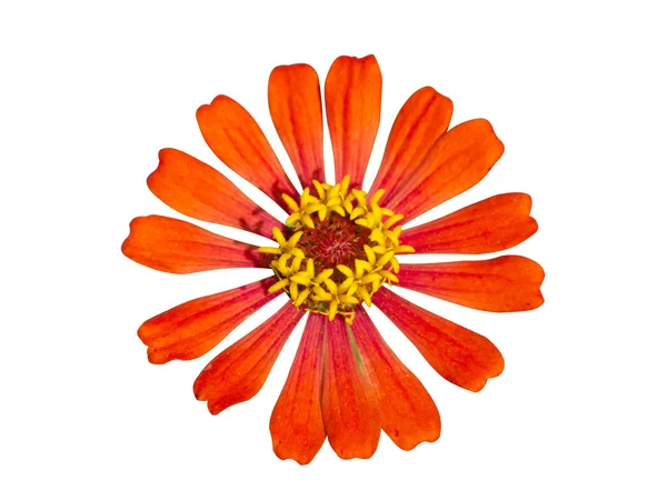 Zinnia bloem (zinnia violacea cav.) — Stockfoto