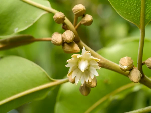 Mimusops elengi of bokul bloem — Stockfoto