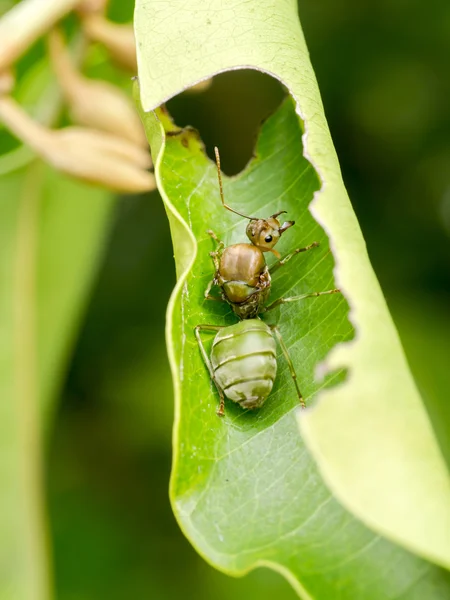 Ants (Oecophylla smaragdina) are working together to build a nes