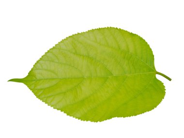 Himalaya dut yaprağı ağaç üzerinde.