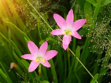 Zephyranthes Lily, yağmur Lily, peri Lily, küçük cadı