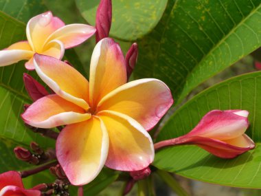 Ağaçta Frangipani çiçeği.