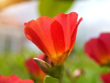 Portulaca bahçede çiçek.