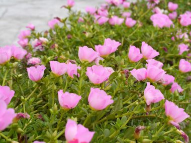 Portulaca bahçede çiçek.