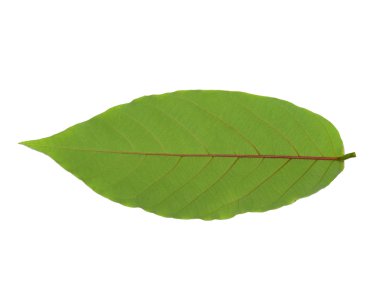 Beyaz arkaplanda yeşil yaprak