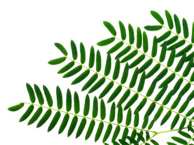 Beyaz arkaplanda yeşil yaprak.