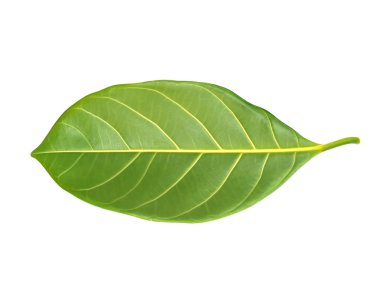 Arkasında nefesi yapraklarda beyaz arka plan.