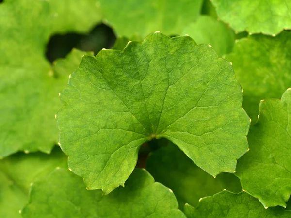 积雪草，亚洲 Pennywort (积雪草 (林)。城市.) — 图库照片