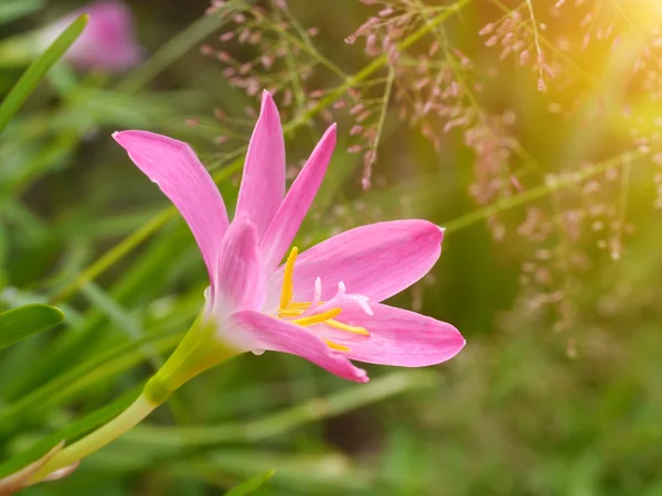 Zephyranthes Giglio, Giglio di pioggia, Giglio delle fate, Streghe piccole — Foto Stock