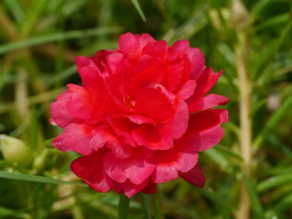 Portulaca-Blüten im Garten. — Stockfoto