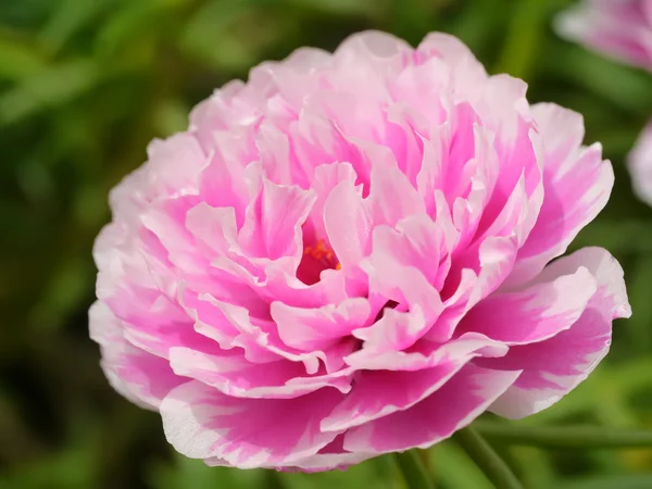 Portulaca-Blüten im Garten. — Stockfoto