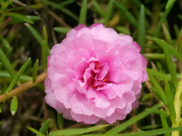 Portulaca flowers in the garden. — Stock Photo, Image