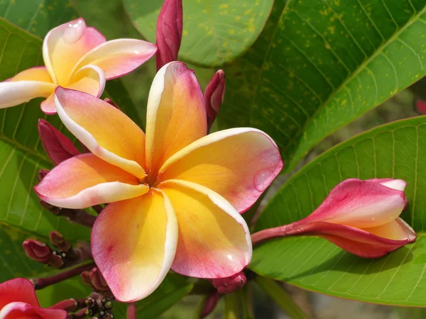 Flor de frangipani en el árbol. — Foto de Stock