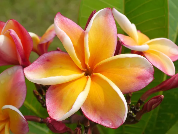 Flor de frangipani en el árbol. — Foto de Stock