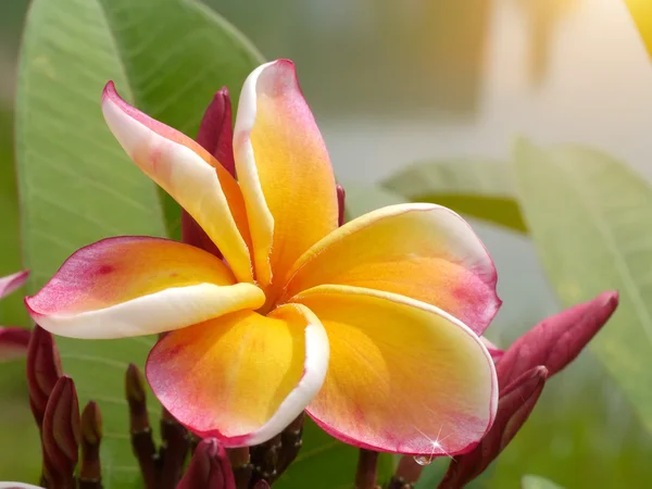 Flor de frangipani en el árbol. — Foto de Stock