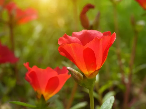 Portulaca-Blüten im Garten. — Stockfoto