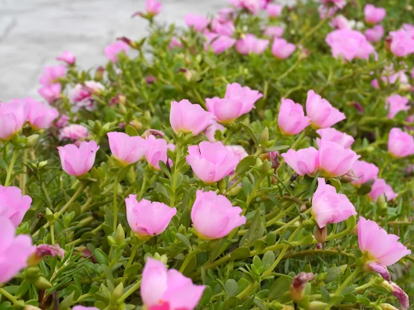 Portulaca-Blüten im Garten. — Stockfoto