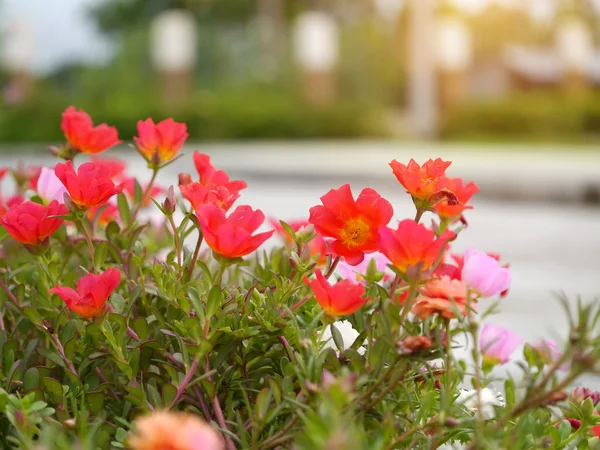 Portulaca flores en el jardín . — Foto de Stock