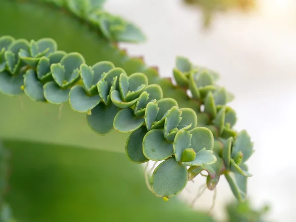 Закрытие завода Kalanchoe pfashata — стоковое фото