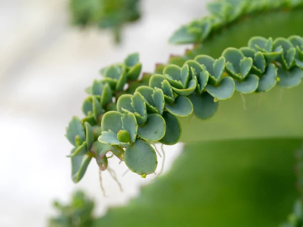 Закрытие завода Kalanchoe pfashata — стоковое фото