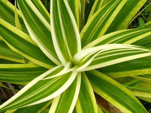 agav bitki üzerinde Üstten Görünüm.