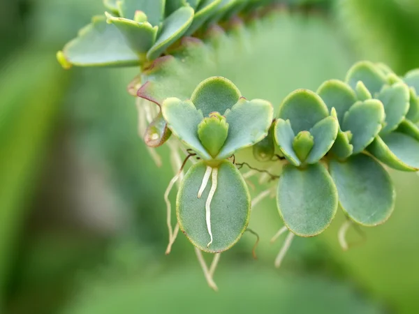 Close up de Kalanchoe pinnata planta — Fotografia de Stock